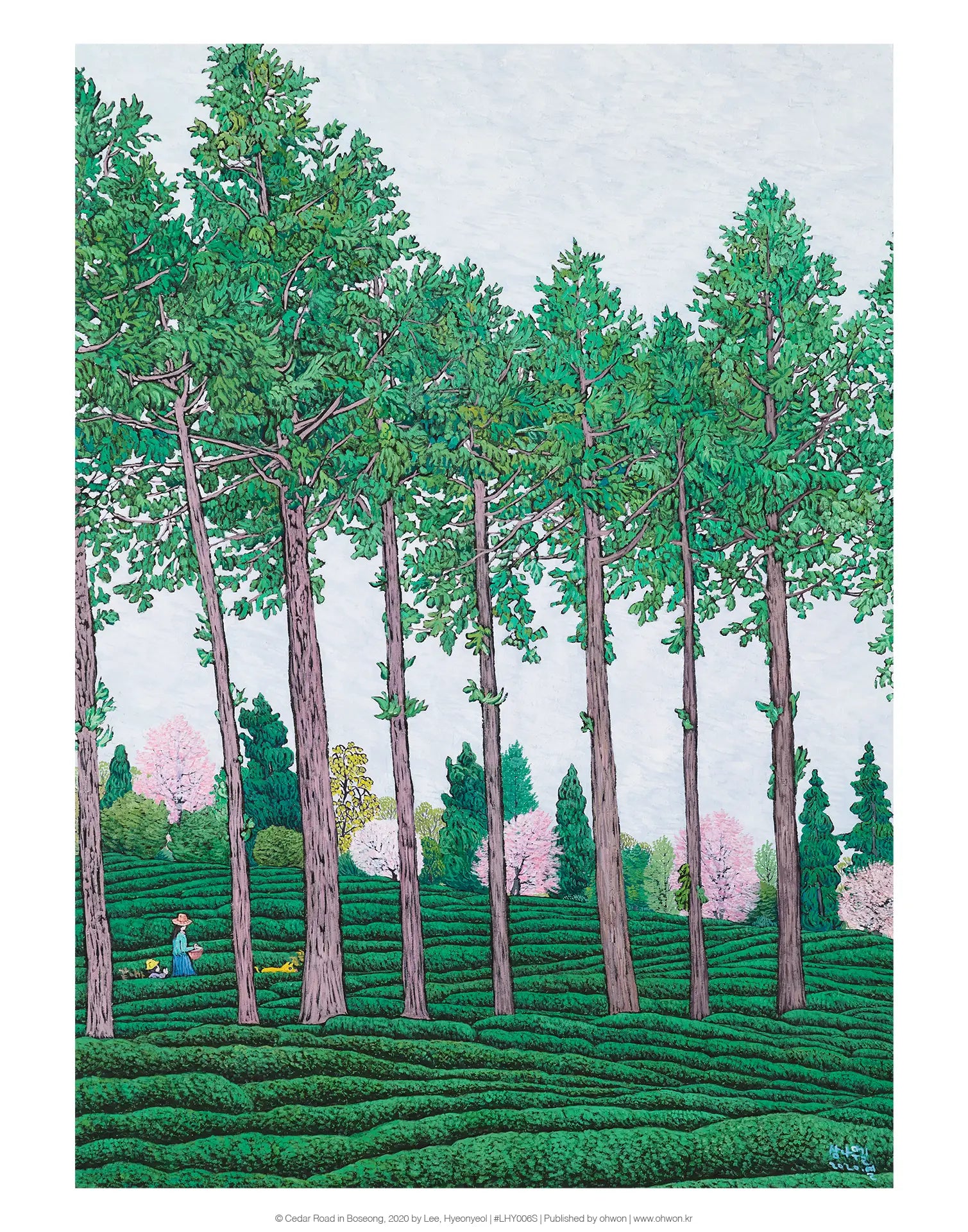 Cedar Road in Boseong