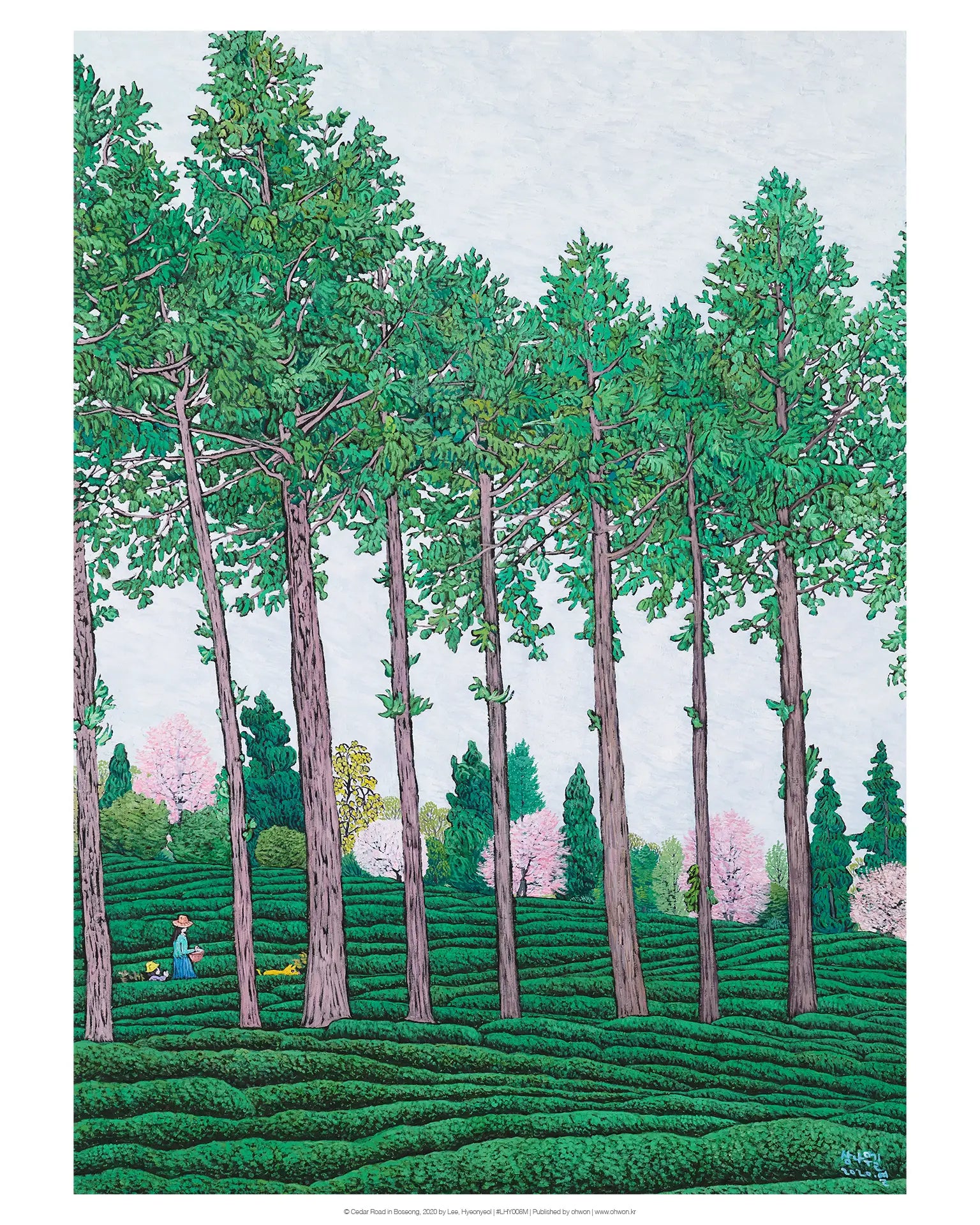 Cedar Road in Boseong
