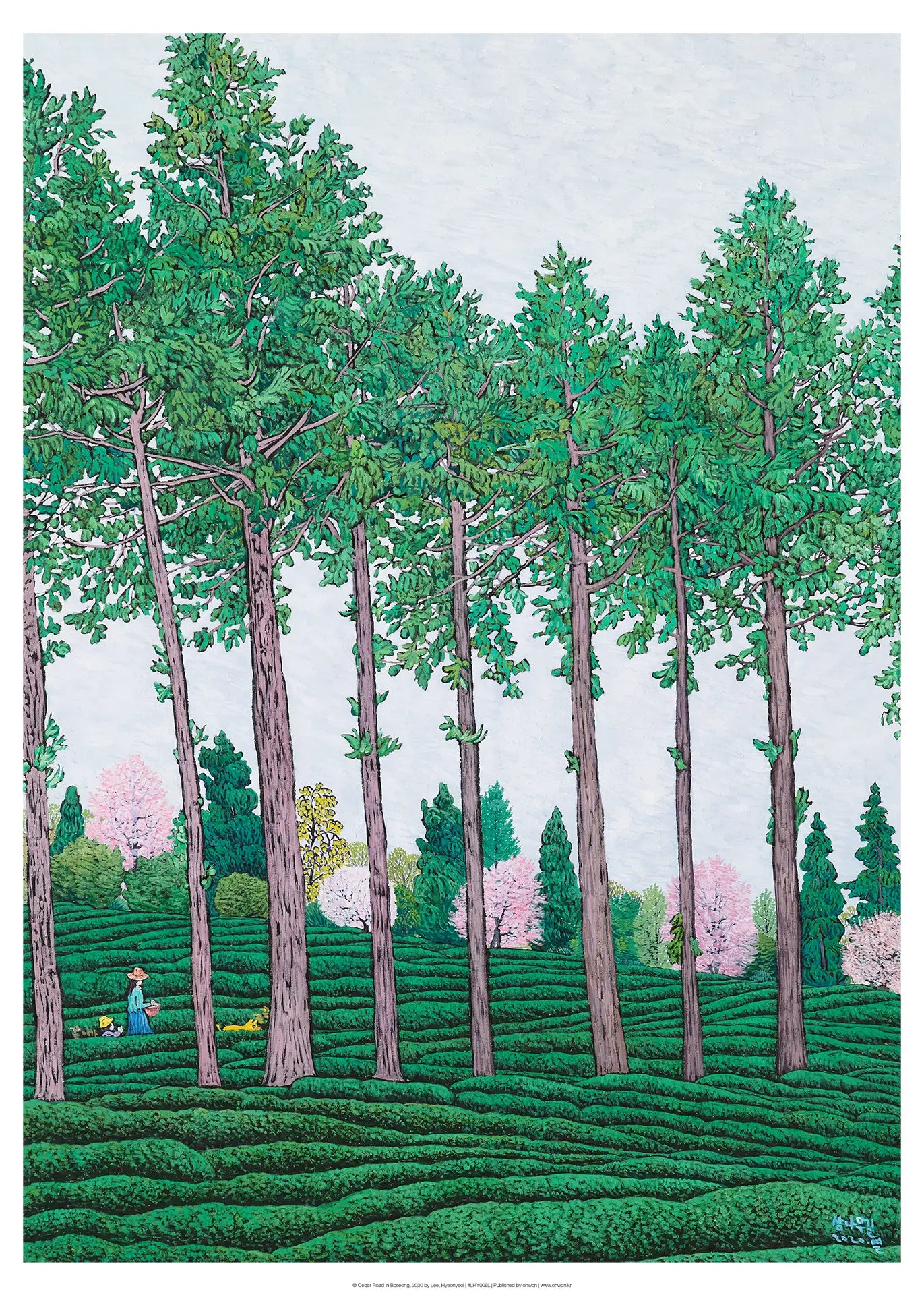 Cedar Road in Boseong