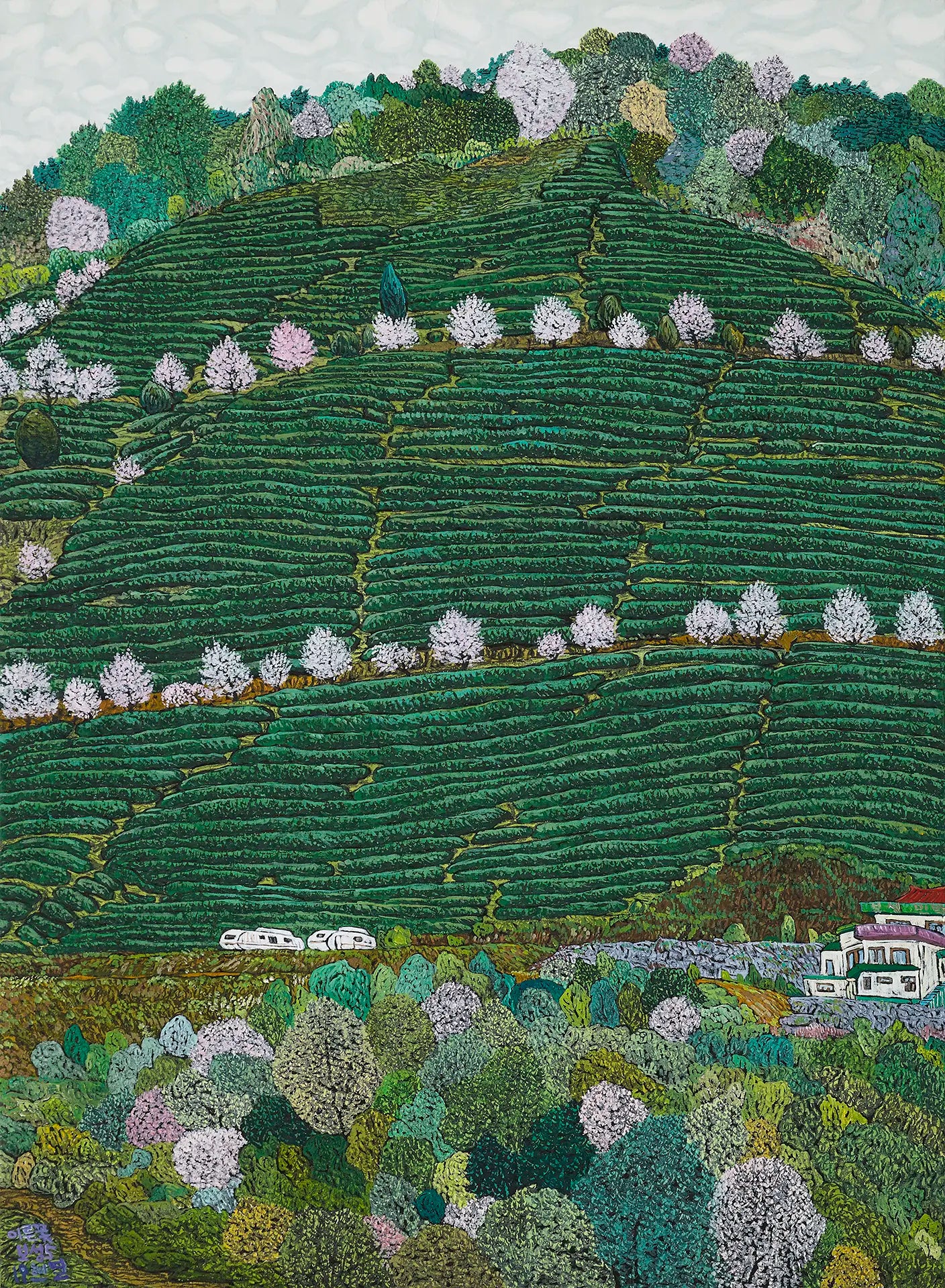 Green Tea Fields of Boseong