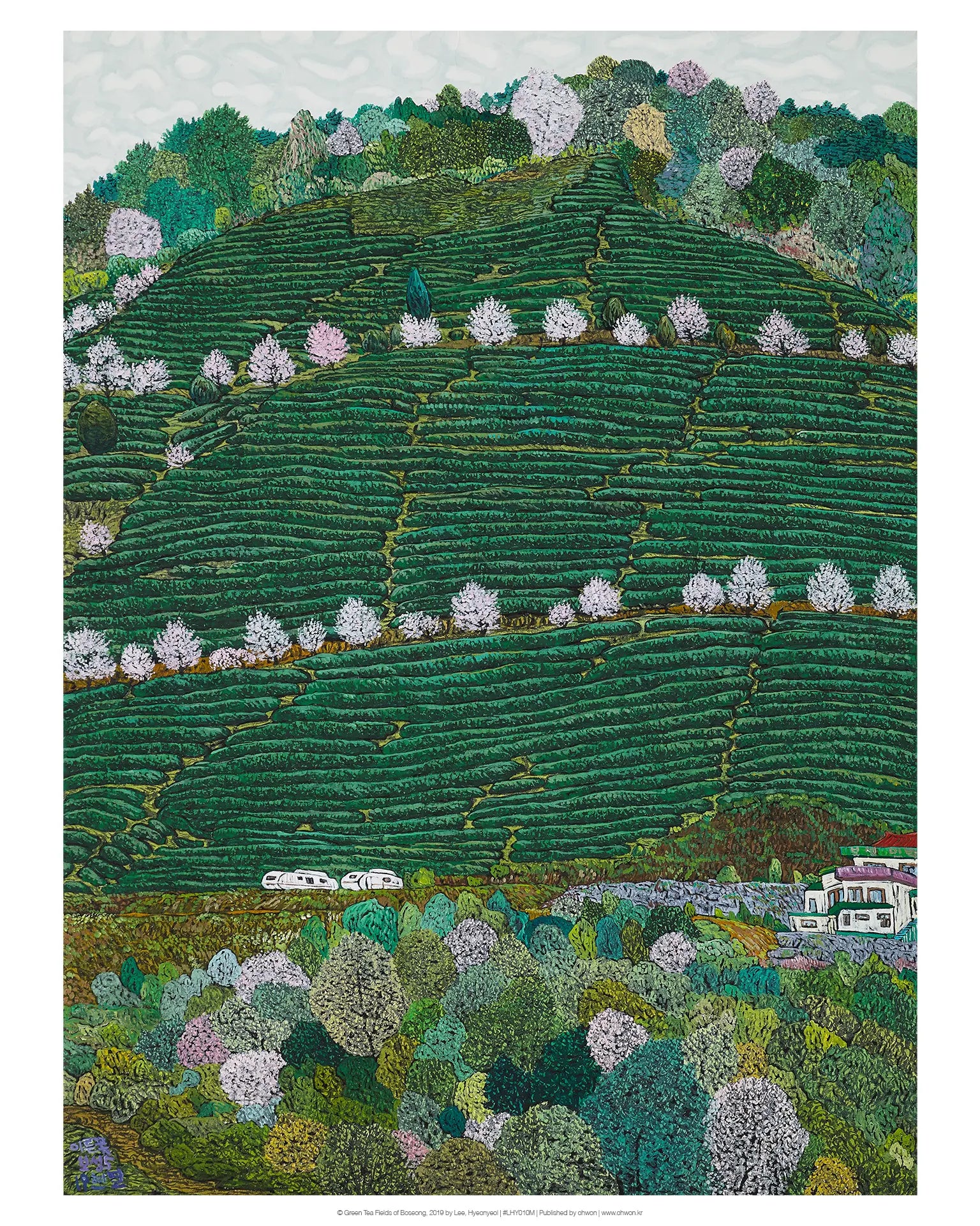 Green Tea Fields of Boseong
