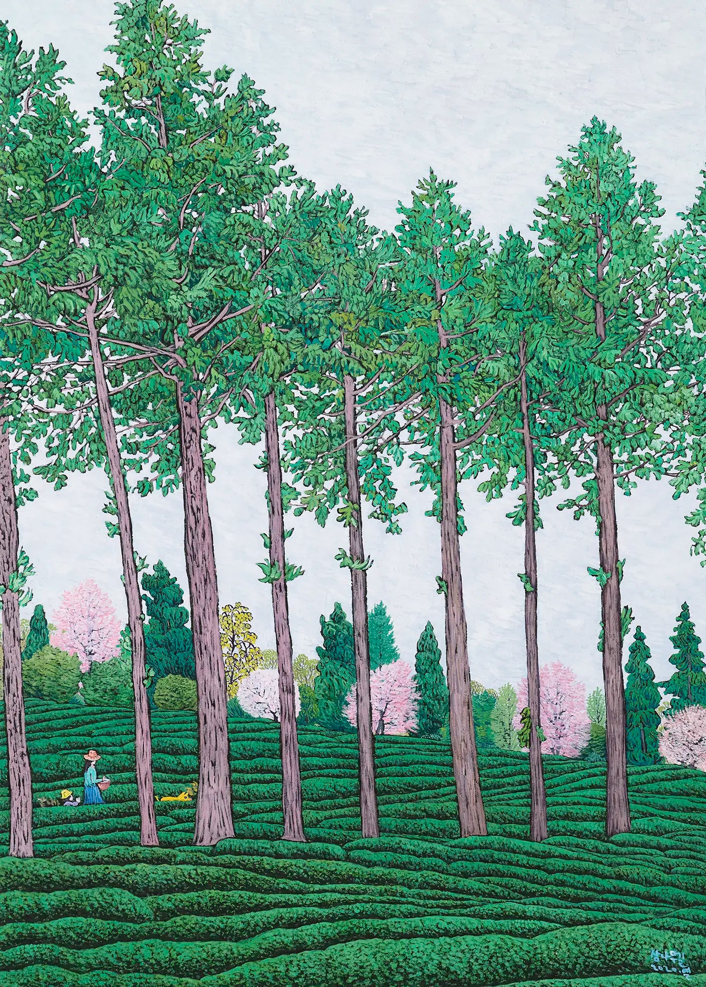 Cedar Road in Boseong